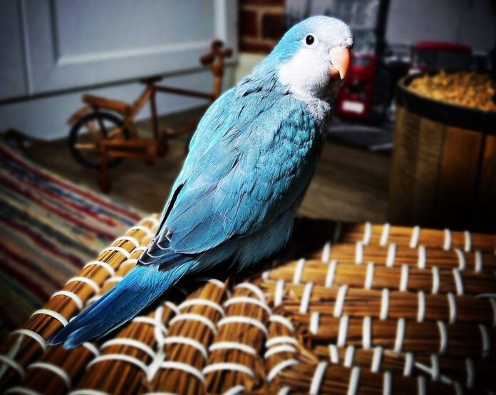 Blue Quaker Parrot.